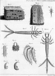 Réaumur-Haussard-Illustrations de Mémoires pour servir à l'histoire des insectes F-42-522