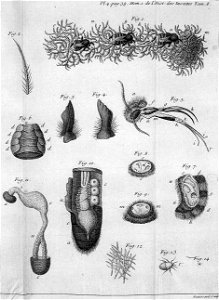 Réaumur-Haussard-Illustrations de Mémoires pour servir à l'histoire des insectes F-4-38