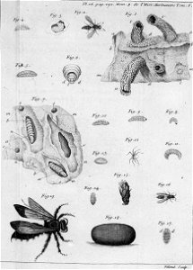 Réaumur-Filloeul-Illustrations de Mémoires pour servir à l'histoire des insectes F-26-292