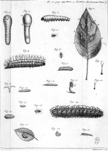 Réaumur-Haussard-Illustrations de Mémoires pour servir à l'histoire des insectes E-12-144