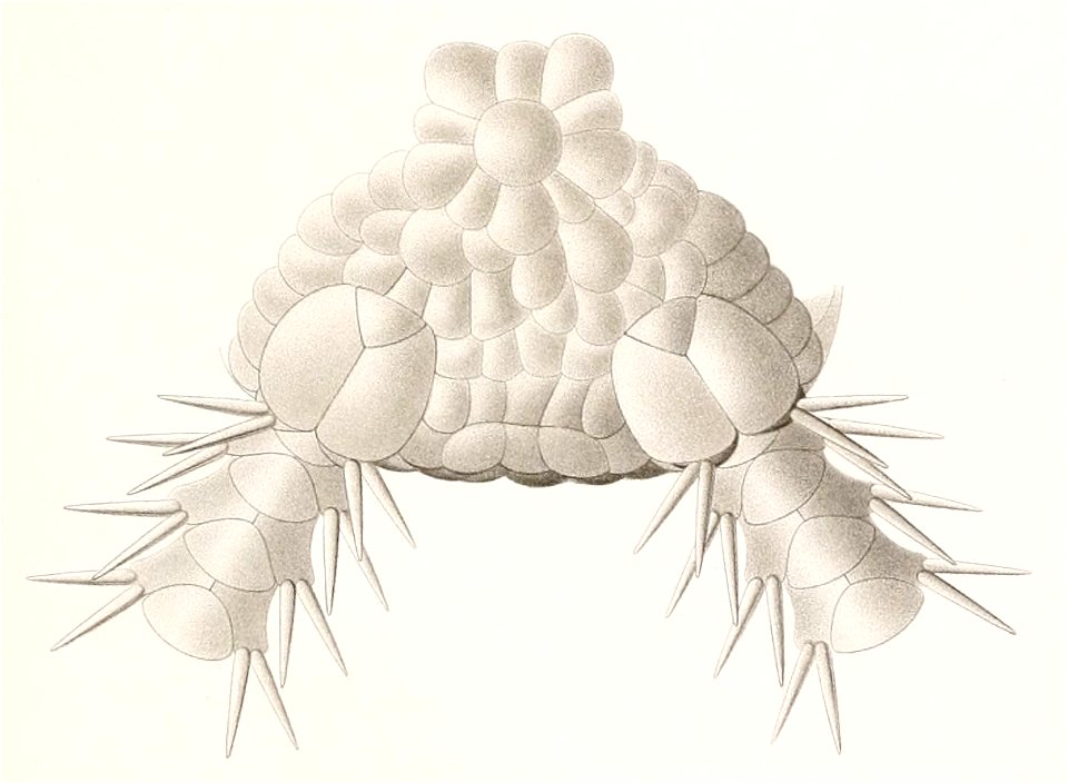 Résultats des campagnes scientifiques accomplies sur son yacht par Albert Ier - Fascicule XII (1898) planche 6 fig 22