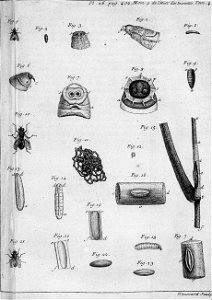 Réaumur-Haussard-Illustrations de Mémoires pour servir à l'histoire des insectes D-26-402
