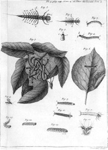 Réaumur-Haussard-Illustrations de Mémoires pour servir à l'histoire des insectes D-15-198