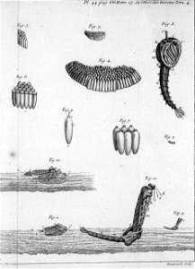 Réaumur-Haussard-Illustrations de Mémoires pour servir à l'histoire des insectes D-44-636
