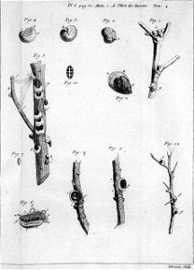 Réaumur-Lucas-Illustrations de Mémoires pour servir à l'histoire des insectes D-6-80