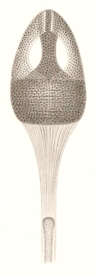 Résultats des campagnes scientifiques accomplies sur son yacht par Albert Ier - Fascicule XII (1898) planche 9 fig 47