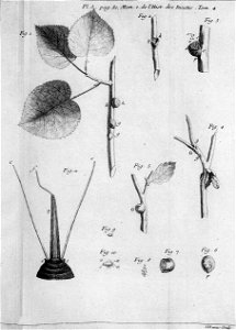 Réaumur-Lucas-Illustrations de Mémoires pour servir à l'histoire des insectes D-3-80