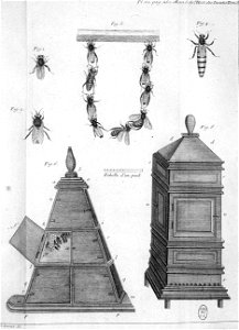 Réaumur-Lucas-Illustrations de Mémoires pour servir à l'histoire des insectes E-22-280