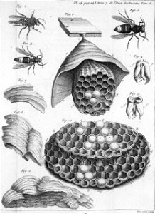 Réaumur-Haussard-Illustrations de Mémoires pour servir à l'histoire des insectes F-18-246