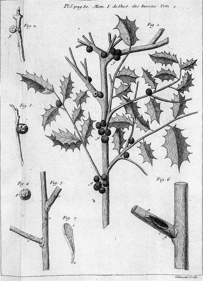 Réaumur-Lucas-Illustrations de Mémoires pour servir à l'histoire des insectes D-5-80