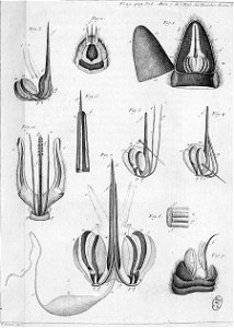 Réaumur-Lucas-Illustrations de Mémoires pour servir à l'histoire des insectes E-29-378