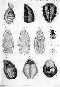 Réaumur-Filloeul-Illustrations de Mémoires pour servir à l'histoire des insectes - IV 20
