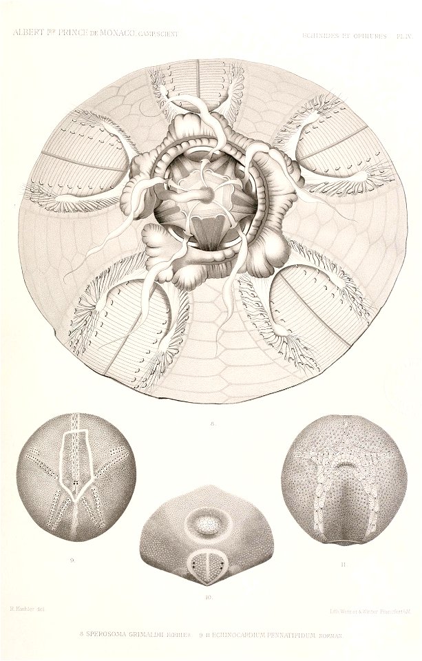 Résultats des campagnes scientifiques accomplies sur son yacht par Albert Ier - Fascicule XII (1898) planche 4