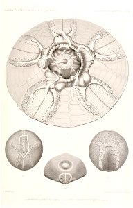 Résultats des campagnes scientifiques accomplies sur son yacht par Albert Ier - Fascicule XII (1898) planche 4