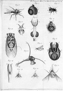 Réaumur-Filloeul-Illustrations de Mémoires pour servir à l'histoire des insectes - IV 8