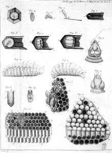 Réaumur-Filloeul-Illustrations de Mémoires pour servir à l'histoire des insectes E 36