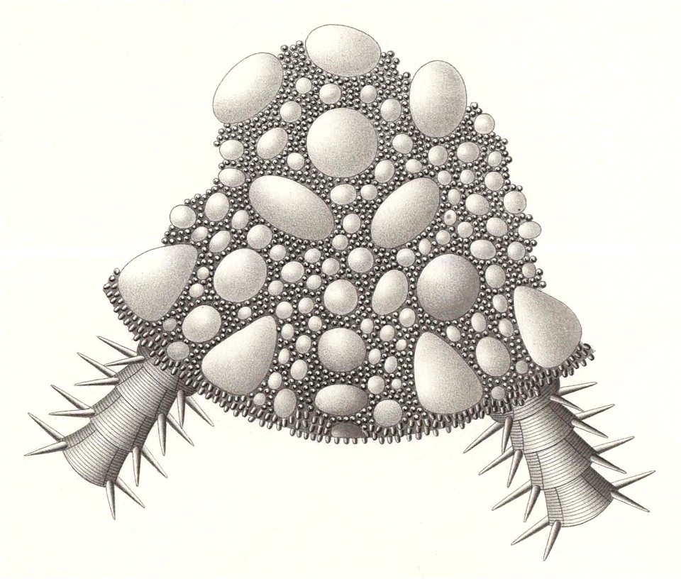 Résultats du voyage du S.Y. Belgica en 1897-1898-1899. Zoologie - Échinides et ophiures (1902) planche 8 fig 52