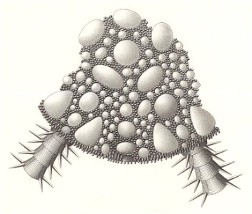 Résultats du voyage du S.Y. Belgica en 1897-1898-1899. Zoologie - Échinides et ophiures (1902) planche 8 fig 52