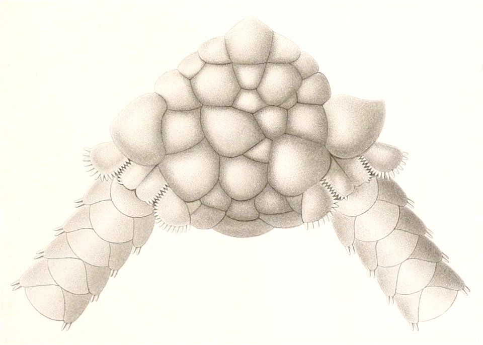 Résultats des campagnes scientifiques accomplies sur son yacht par Albert Ier - Fascicule XII (1898) planche 6 fig 24