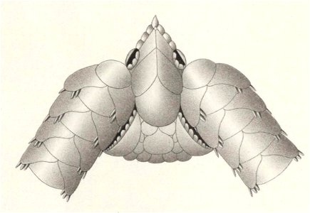Résultats du voyage du S.Y. Belgica en 1897-1898-1899. Zoologie - Échinides et ophiures (1902) planche 1 fig 7