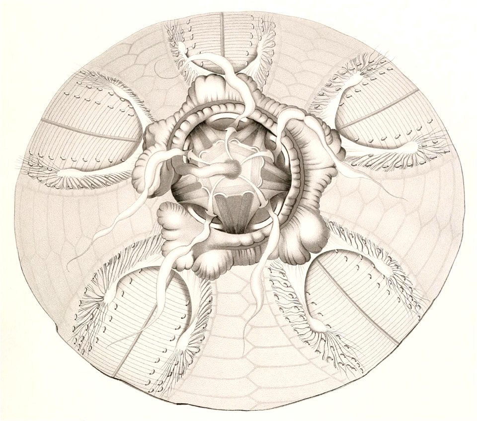 Résultats des campagnes scientifiques accomplies sur son yacht par Albert Ier - Fascicule XII (1898) planche 4 fig 8