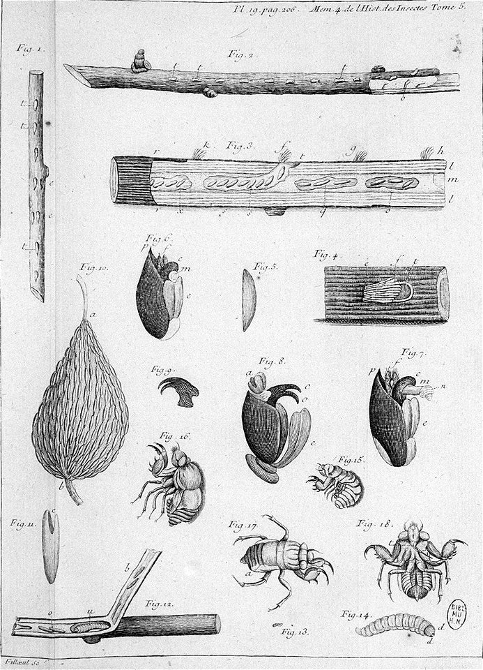 Réaumur-Filloeul-Illustrations de Mémoires pour servir à l'histoire des insectes - V 19