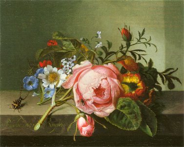 Ruysch, Rachel — Rosenzweig mit Käfer und Biene — 1741. Free illustration for personal and commercial use.