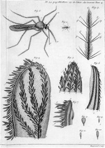 Réaumur-Haussard-Illustrations de Mémoires pour servir à l'histoire des insectes D-39-636