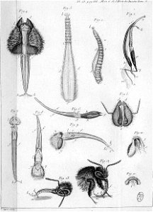 Réaumur-Filloeul-Illustrations de Mémoires pour servir à l'histoire des insectes - V 28