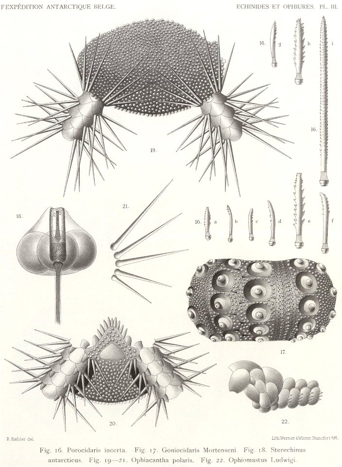 Résultats du voyage du S.Y. Belgica en 1897-1898-1899. Zoologie - Échinides et ophiures (1902) planche 3