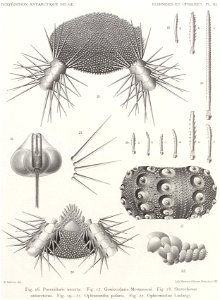 Résultats du voyage du S.Y. Belgica en 1897-1898-1899. Zoologie - Échinides et ophiures (1902) planche 3