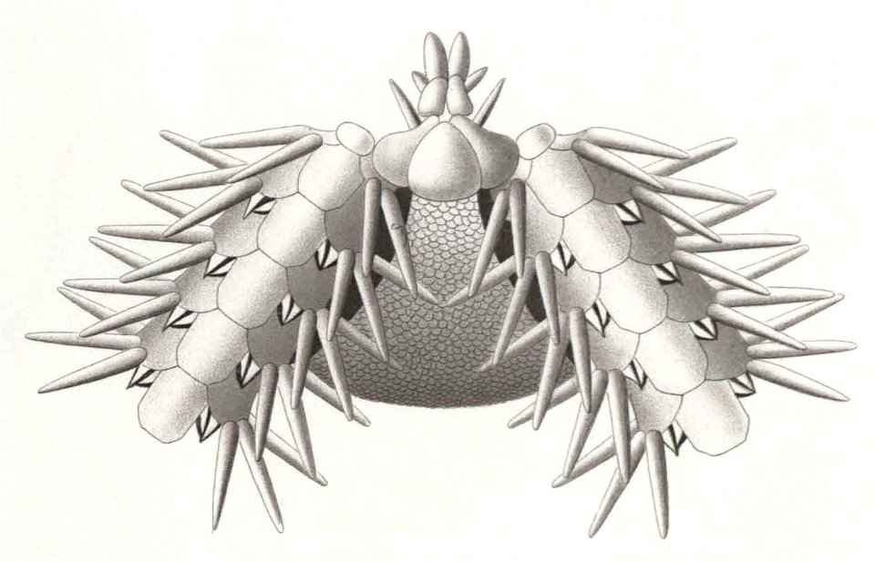 Résultats du voyage du S.Y. Belgica en 1897-1898-1899. Zoologie - Échinides et ophiures (1902) planche 7 fig 47