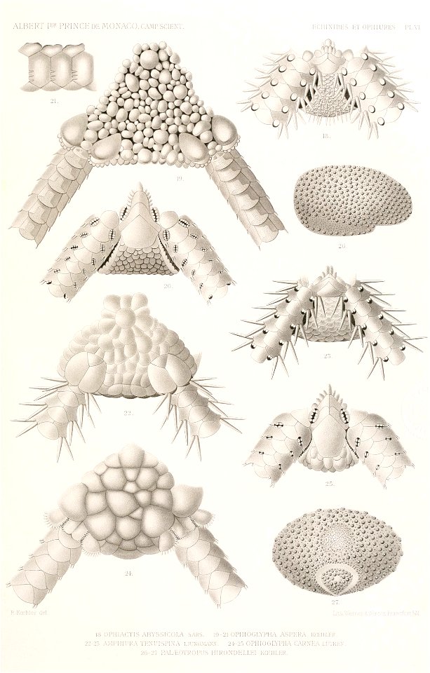 Résultats des campagnes scientifiques accomplies sur son yacht par Albert Ier - Fascicule XII (1898) planche 6