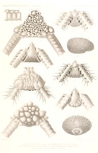 Résultats des campagnes scientifiques accomplies sur son yacht par Albert Ier - Fascicule XII (1898) planche 6