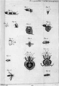 Réaumur-Filloeul-Illustrations de Mémoires pour servir à l'histoire des insectes F-12-154