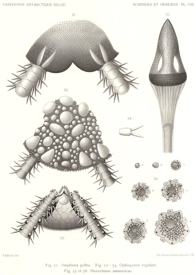 Résultats du voyage du S.Y. Belgica en 1897-1898-1899. Zoologie - Échinides et ophiures (1902) planche 8