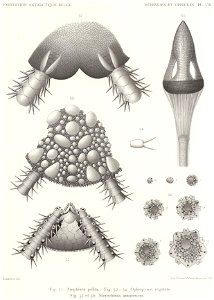 Résultats du voyage du S.Y. Belgica en 1897-1898-1899. Zoologie - Échinides et ophiures (1902) planche 8