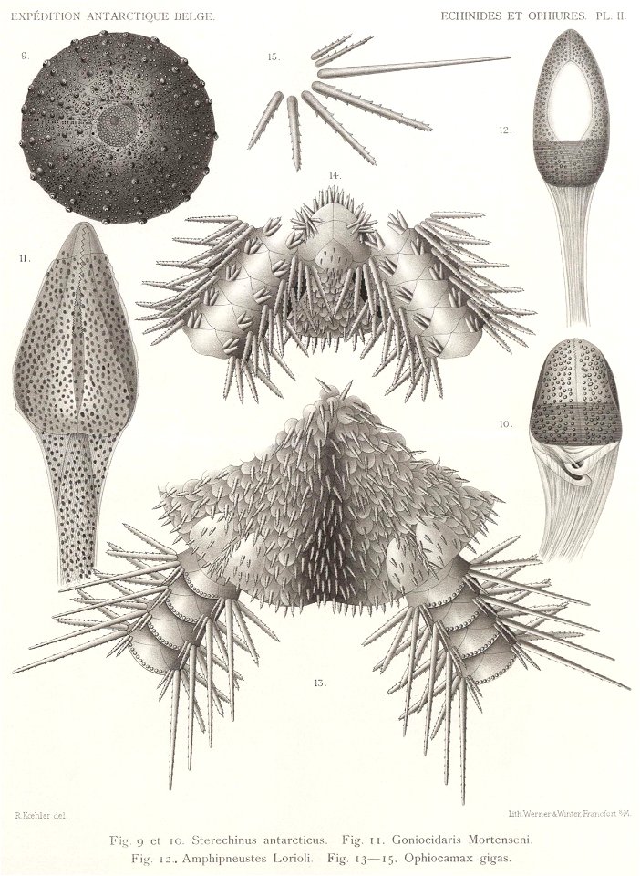 Résultats du voyage du S.Y. Belgica en 1897-1898-1899. Zoologie - Échinides et ophiures (1902) planche 2