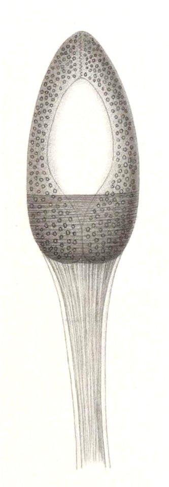 Résultats du voyage du S.Y. Belgica en 1897-1898-1899. Zoologie - Échinides et ophiures (1902) planche 2 fig 12