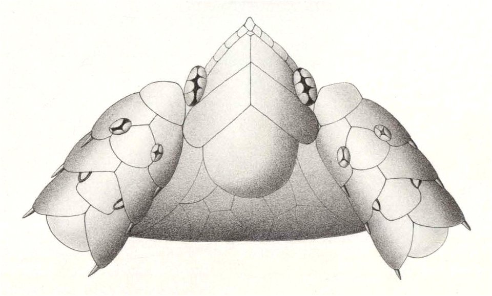 Résultats du voyage du S.Y. Belgica en 1897-1898-1899. Zoologie - Échinides et ophiures (1902) planche 5 fig 32