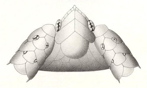 Résultats du voyage du S.Y. Belgica en 1897-1898-1899. Zoologie - Échinides et ophiures (1902) planche 5 fig 32