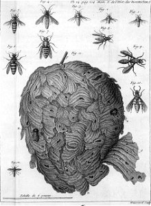 Réaumur-Haussard-Illustrations de Mémoires pour servir à l'histoire des insectes F-14-214