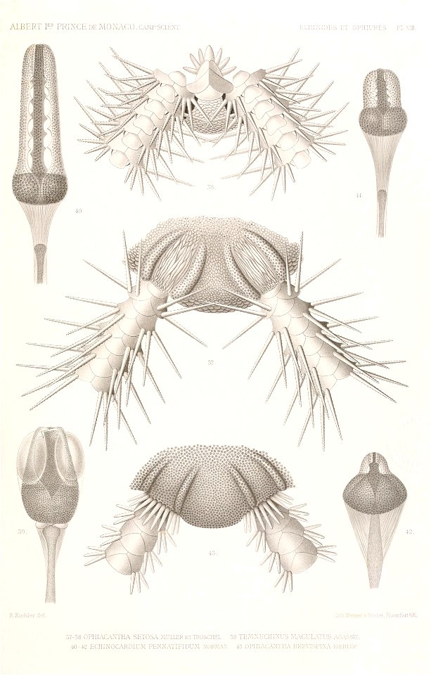Résultats des campagnes scientifiques accomplies sur son yacht par Albert Ier - Fascicule XII (1898) planche 8