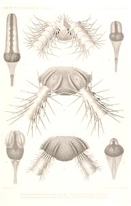 Résultats des campagnes scientifiques accomplies sur son yacht par Albert Ier - Fascicule XII (1898) planche 8
