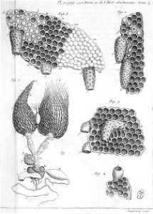 Réaumur-Haussard-Illustrations de Mémoires pour servir à l'histoire des insectes E-32-520