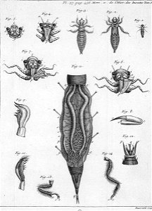 Réaumur-Haussard-Illustrations de Mémoires pour servir à l'histoire des insectes F-37-456