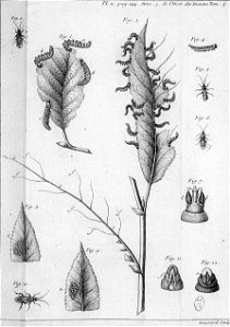 Réaumur-Haussard-Illustrations de Mémoires pour servir à l'histoire des insectes E-11-144