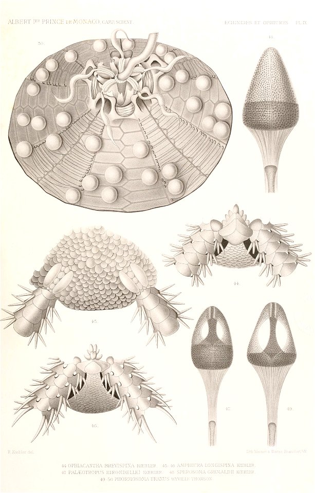 Résultats des campagnes scientifiques accomplies sur son yacht par Albert Ier - Fascicule XII (1898) planche 9