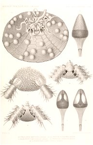 Résultats des campagnes scientifiques accomplies sur son yacht par Albert Ier - Fascicule XII (1898) planche 9