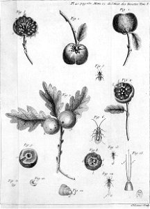 Réaumur-Lucas-Illustrations de Mémoires pour servir à l'histoire des insectes C-41-532